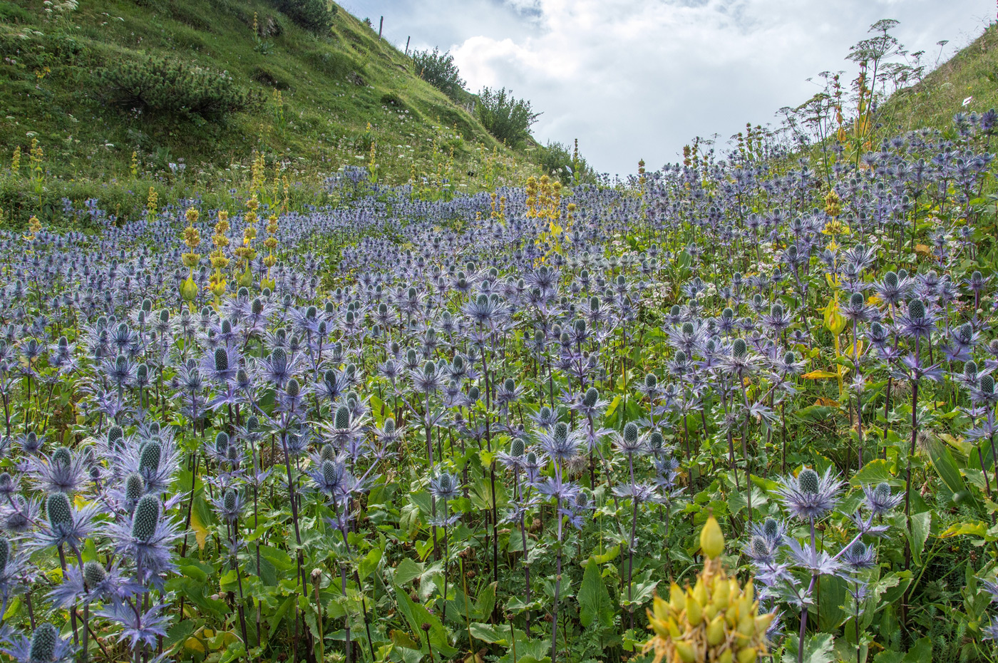 Alpen Mannstreu im botanischen Garten