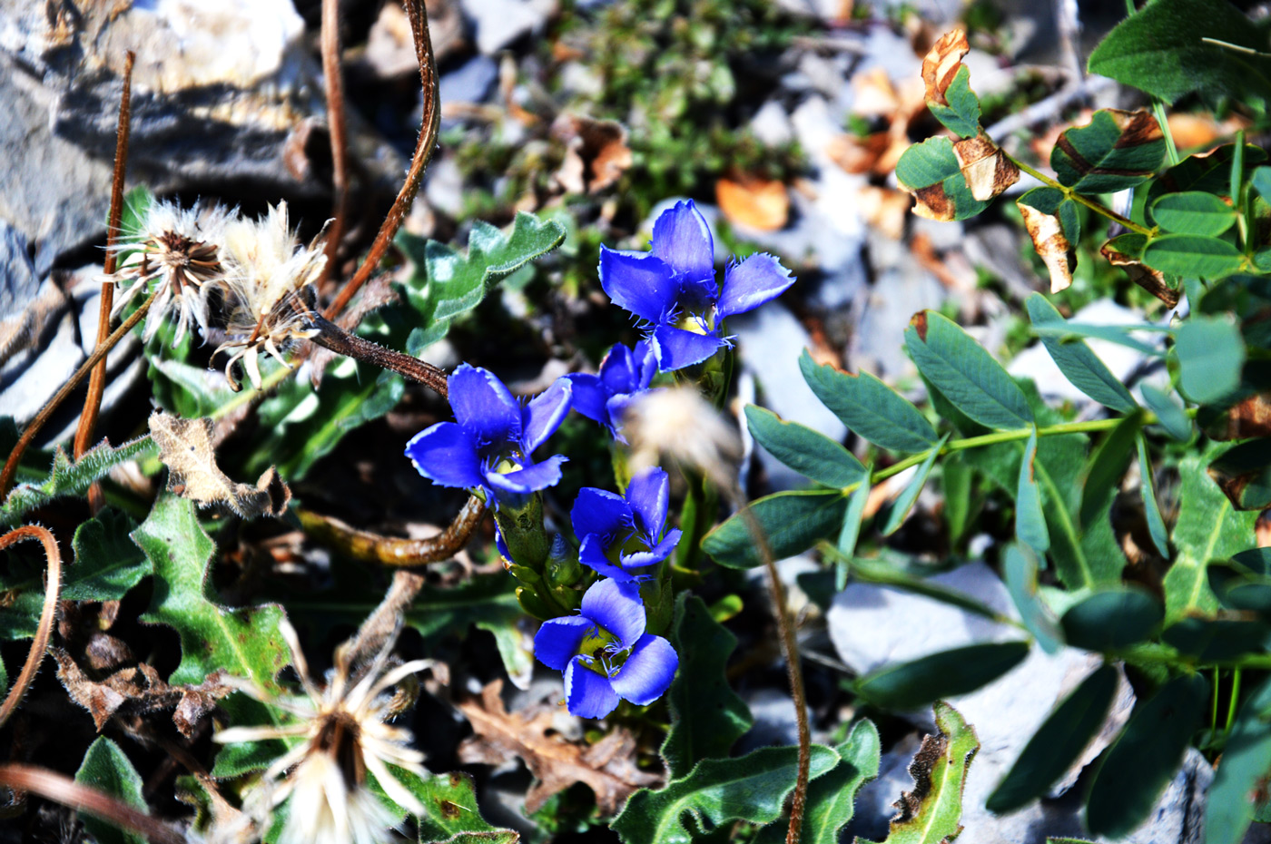 Alpenenzian