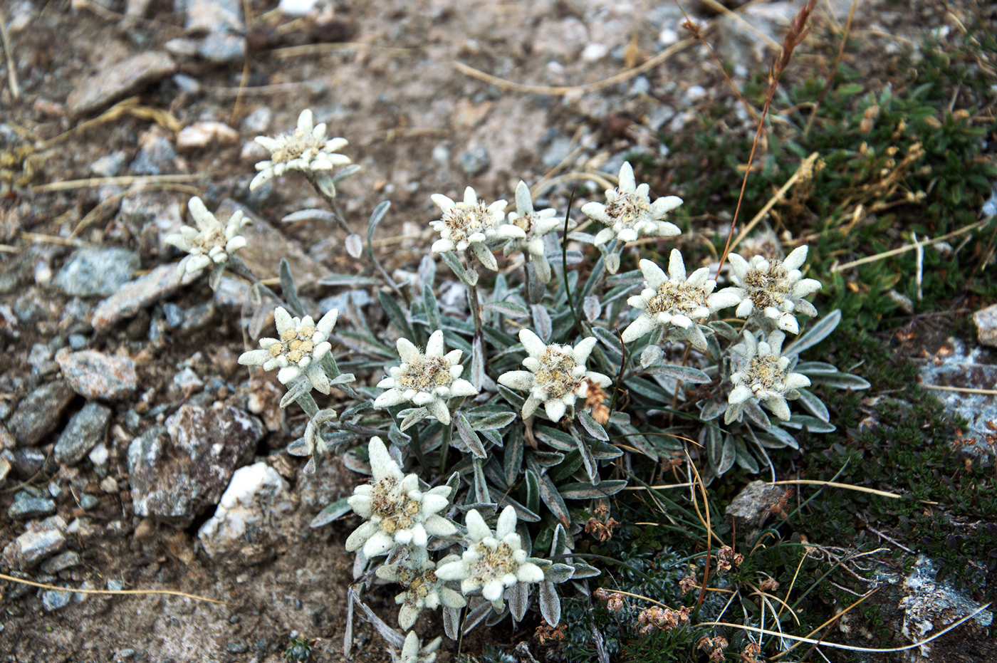 Edelweiss