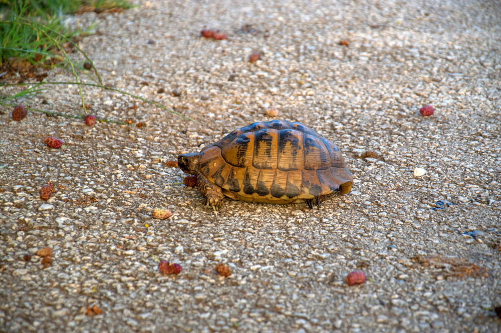 Griechische Landschildkröte