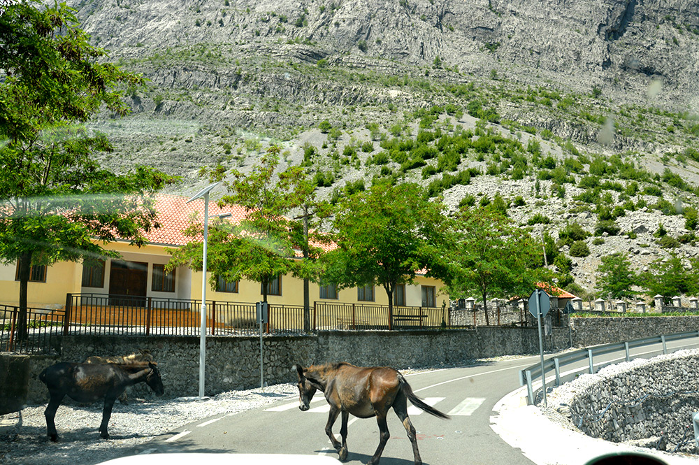 So richtig halten sie sich nicht an den Zebrastreifen in Tamare, Albanien.